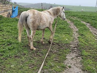 Atlar: Dişi, il: 7 — 9