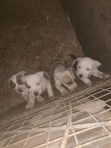 Продажа собак: Питбуль, 1 месяц, Самец at lalafo.kg — 16 Продажа собак: Питбуль, 1 месяц, Самец — 16