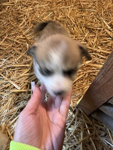 İtlər: 1 ay — 10