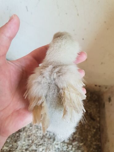 Toyuqlar: Toyuq, Yumurtalıq, Ünvandan götürmə — 10