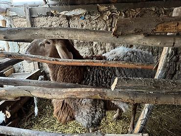 Баран, овца: Продаю | Овца (самка) | Для разведения | Племенные — 6