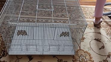 sari qus: Böyük ölçülü quş qəfəsi - Material: möhkəm metal karkas, ağ rəngli — 3