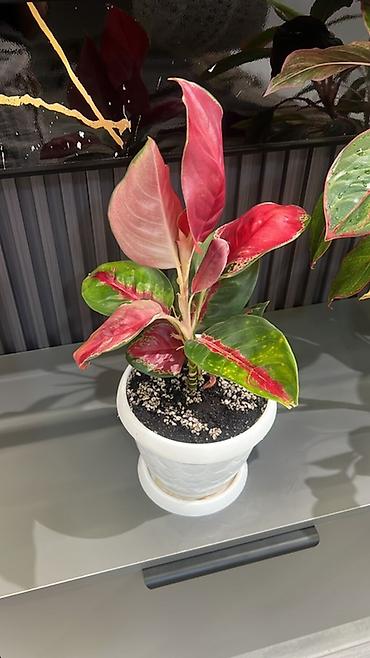 Диффенбахии: Комнатные растения в декоративных горшках - Диффенбахия крупнолистная — 34