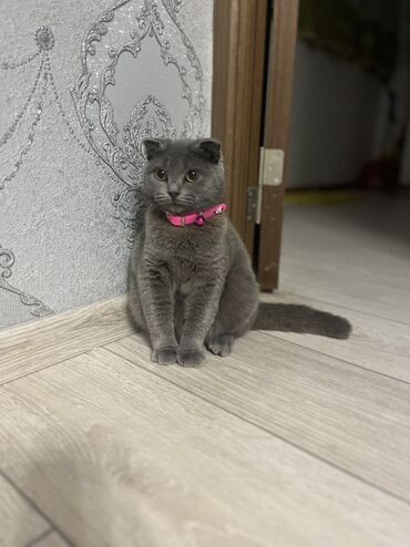 menks cinsi pişik: Шотладская вислоухая