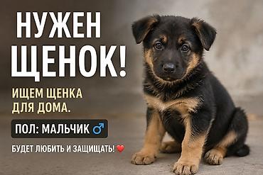 Үй жаныбарлары: Ищем щенка для дома. Нужен щенок, пол: мальчик. Идеальный домашний — 1