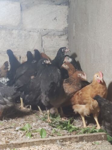 Cücələr: Toyuq cücələri, Ətlik — 8