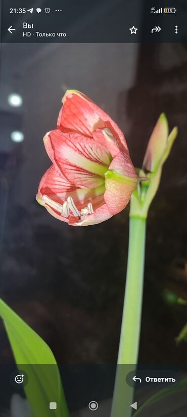 Другие комнатные растения: Бишкек мкрн Кок Жар и рабочий городок! Пеларгония карликовая - — 2