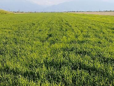 Продажа участков: 400 соток — 8