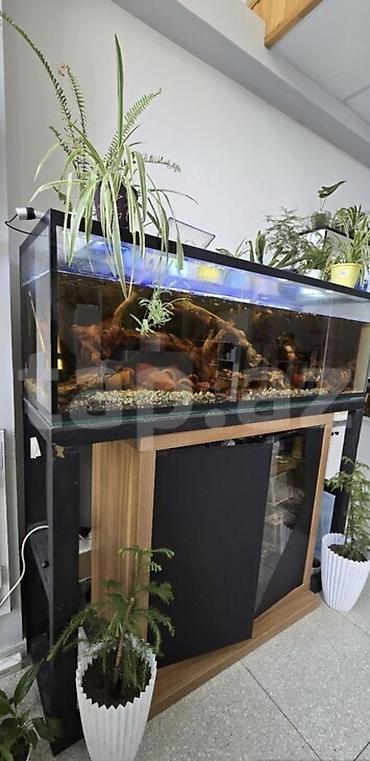 Dördbucaq akvarium, Boş, 300300606 l, Ünvandan götürmə