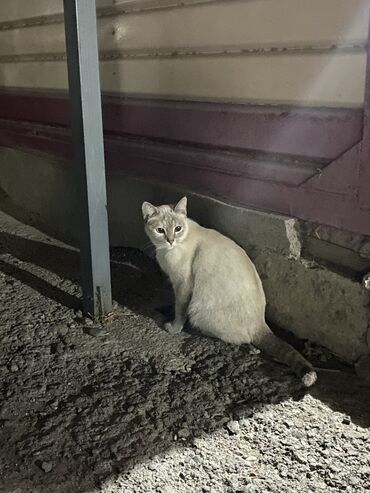 тайские кошки цена: Может кто потерял Кошку ??! Взрослая, примерно годик! Найдено по