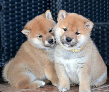 Psi: Odgajivačnica *Kami's little fellows* predstavlja vrhunsko čistokrvno — 9