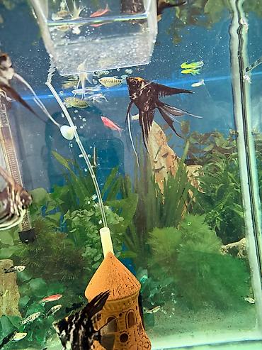 Akvarium dekoru: Malinezi orta olcu 1 manat danyo tul quyruq irili xirdali 1 manat — 2