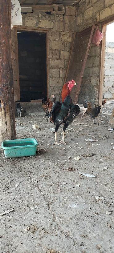 xoruz heyratı: 11 aylıq becedı tam sağlam aktdıv heyvandı ıkı doyusu olub ikisidə — 1
