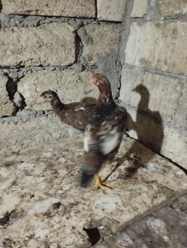 Digər quşlar: 2 fərə satılır biri 2 ay yarımlıq də biri 3 ayın keçib münasib qiymətə — 7