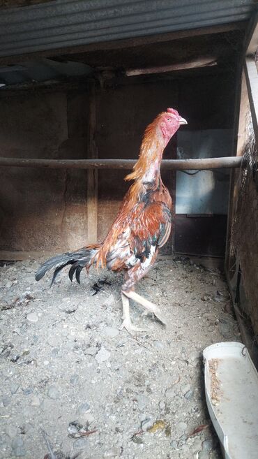 cins inekler: Xoruz, il: 1