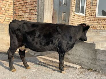 Коровы, быки: Продаю | Корова (самка) | Алатауская, Швицкая | Для разведения, Для молока — 8