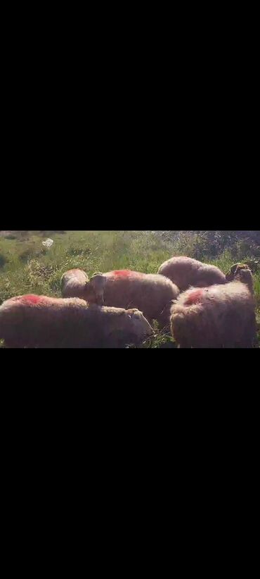 Qoyunlar, qoçlar: Dişi, il: 2, 50 kq, Damazlıq, Ünvandan götürmə — 4