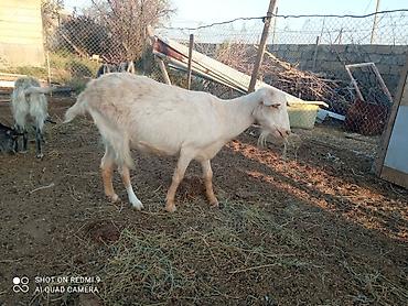 Heyvanlar: 2 baş Sani 2 baş Hələb.tam sağlam hündür heyvandır yanında 4-5aylq — 8