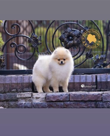 Продажа собак: Шпиц, 3 месяца, Самец, С прививкой, С родословной — 3