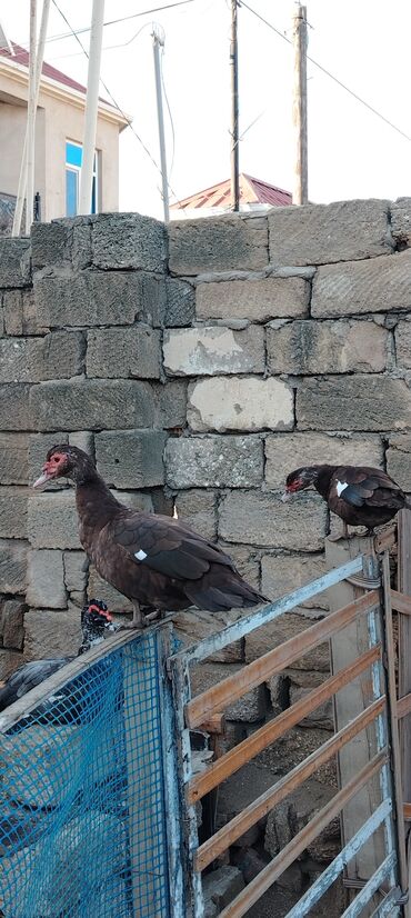 quş yuva: Самка, | Lal ordek, Для разведения, Платная доставка