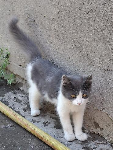 кошки бишкек купить: Отдам даром,в хорошие руки!Котята, окрасы: серо-белый, чёрно-белый и — 2