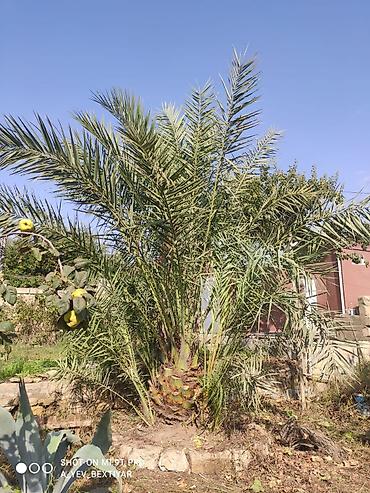 ot toxumu satisi: ​🌴 MÖHTƏŞƏM VƏ ƏZƏMƏTLİ FİNİKS PALMASI SATILIR! 🌴 ​Həyətinizə və ya — 3