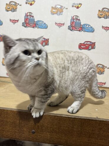 Pişiklər: Britan — 5