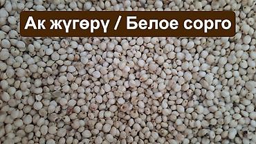 кукуруа: Корма для птиц и животных. Оптом и в розницу. У нас вы найдете все — 5