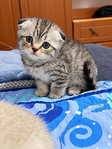 Шотландский вислоухий котёнок (Scottish Fold)Девочка - Окрас
