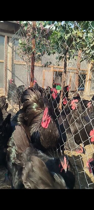 Digər quşlar: Alman cinsi australorp cücə və yumurta sifarişi qəbul olunur. bütün — 16