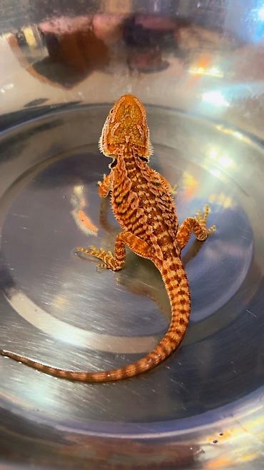 taxta qurdu: Bearded dragon ( aqama ) ve gecko ( eublefar ) kertenkele balalari — 2