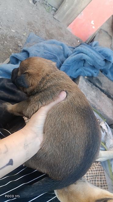 Продажа собак: Овчарка, 1 месяц, Самка — 7
