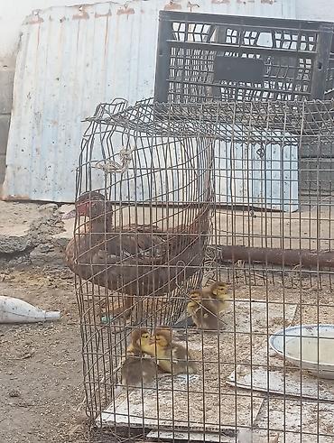 Инда утка 🦆 утятами