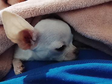 Psi: MINI ČIVAVE. Mini čivave oba pola kristalno bele, zlatne i na lalafo.rs — 11 Psi: MINI ČIVAVE. Mini čivave oba pola kristalno bele, zlatne i — 11