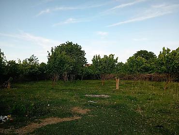 basavik satisi: 25 sot, Kənd təsərrüfatı, Mülkiyyətçi — 7