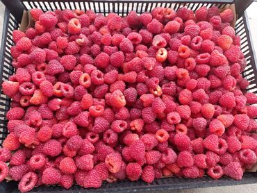 мясо в бишкеке цены: Саженцы : Малина, Самовывоз, Платная доставка