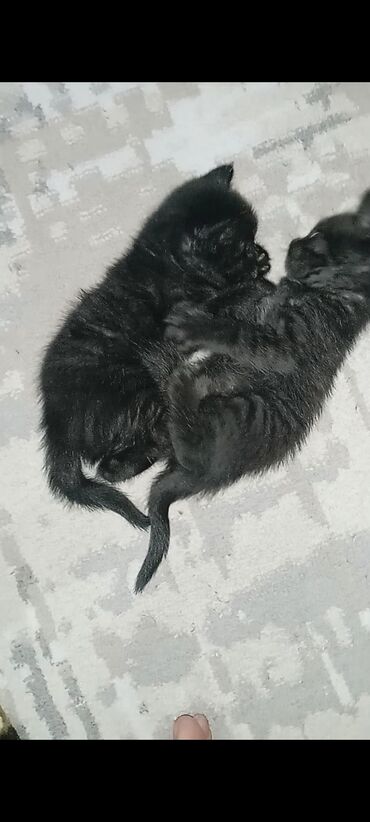 Отдам даром кошку: Девочка
