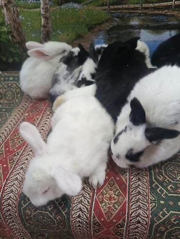 Dovşanlar: Dovşan yemi 2-azn Bala Dovşanlar 5azn. Apilka (Yonqar 1.50azn) — 19