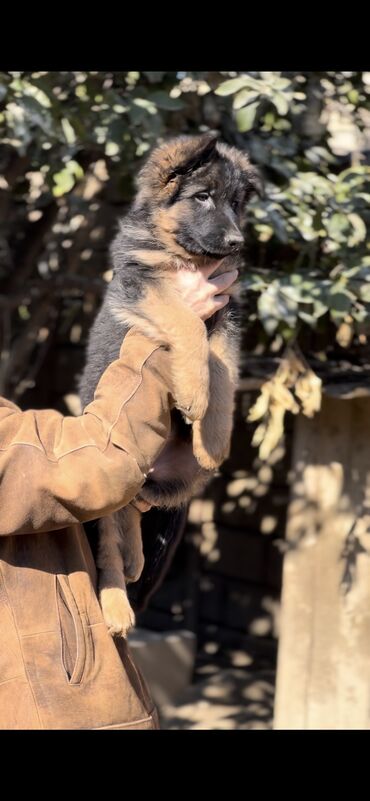 İtlər: Alman çoban iti, 3 ay, Erkek, Peyvəndli — 12