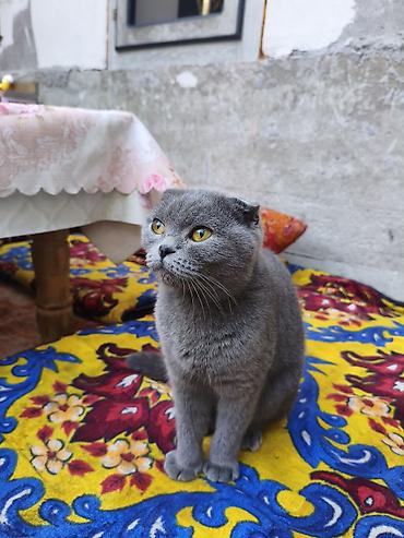 кошка вислоухая: Шотландская вислоухая кошка (Scottish Fold), окрас: сплошной голубой — 3