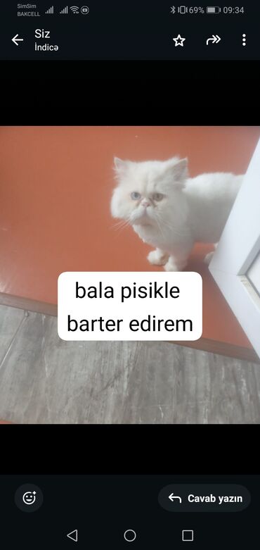 Pişiklər: Fars, Erkək, Yaxşı əllərə