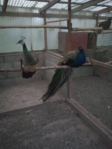 Птицы: Продаю взрослую индийскую пару павлинов