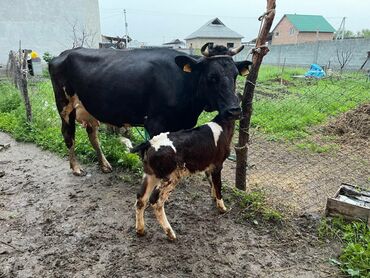 продаю дойную корову: Продаю | Корова (самка) | Для молока