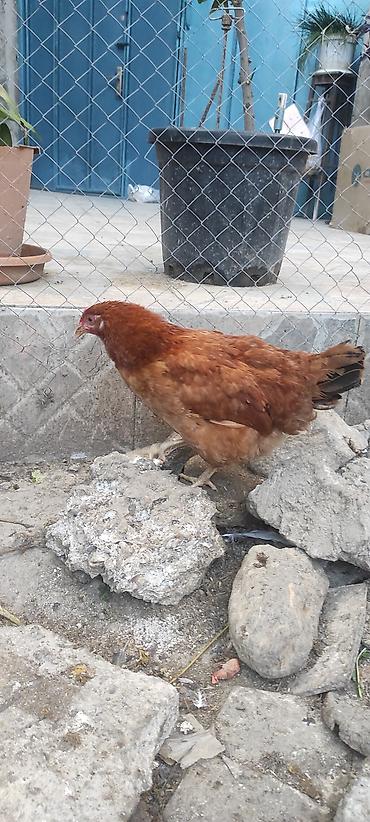 quş qefes: Toyuqlar yeni yumurtaya düşmüş cavan ferelerdi xoruz 4 aylıq beceler — 7