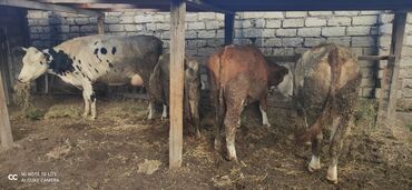 simental inekler azerbaycanda in Azərbaycan | İNƏKLƏR, CAMIŞLAR: Inekler satilir heresinin oz qiymeti var
