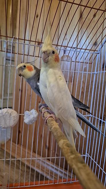 pekines it satisi: Nimfa (cockatiel) cütü və qəfəs dəsti -Quşların biri erkək biri — 2