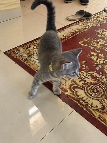 Pişiklər: Şotland yastı qulaq — 6