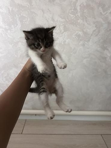 мейн кун кошки: - Подарите котятам счастливую жизнь в любящем доме! 🐱❤️ — 7