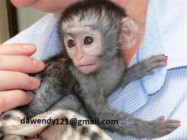Ostale životinje: Inteligentna beba kapucin majmuna dostupna za prodaju. Imamo ženke i