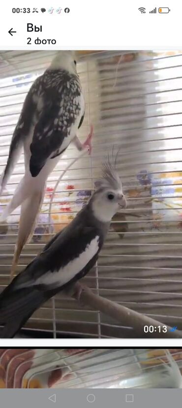 Tutuquşları: Məhsul: Agapornis (sevgi tutuquşuları) – müxtəlif rəng mutasiyaları — 6